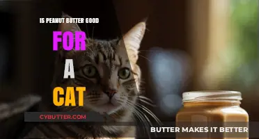 Is Peanut Butter Safe for Cats? What Pet Owners Need to Know