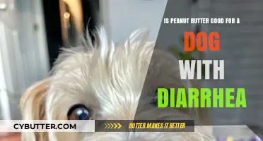 Peanut Butter for Dogs with Diarrhea: Safe or Risky?