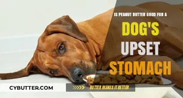 Can Peanut Butter Soothe Your Dog's Upset Stomach? Expert Insights