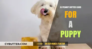 Is Peanut Butter Safe for Puppies? Benefits and Risks Explained