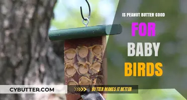Can Baby Birds Eat Peanut Butter? Safe Feeding Tips Revealed