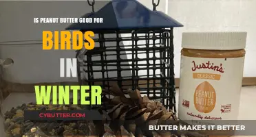 Peanut Butter: A Winter Bird Feeding Essential or Harmful Treat?