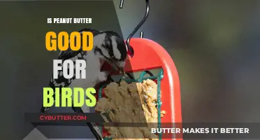 Can Birds Eat Peanut Butter? Benefits, Risks, and Safe Feeding Tips