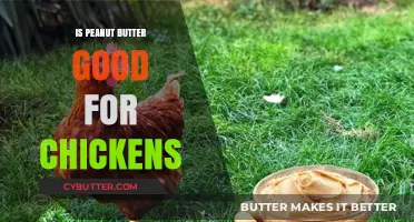 Can Chickens Eat Peanut Butter? Benefits, Risks, and Feeding Tips