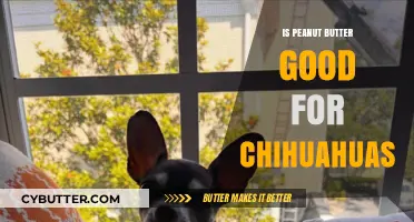 Peanut Butter for Chihuahuas: Safe, Nutritious, or Harmful Treat?