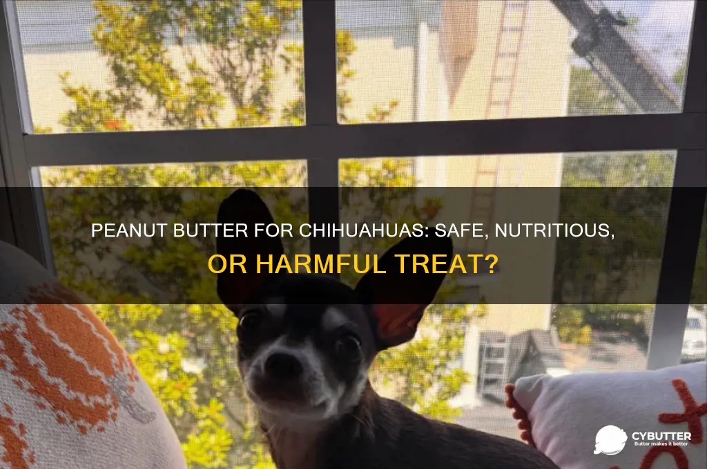 is peanut butter good for chihuahuas