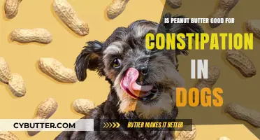 Can Peanut Butter Relieve Constipation in Dogs? Expert Insights