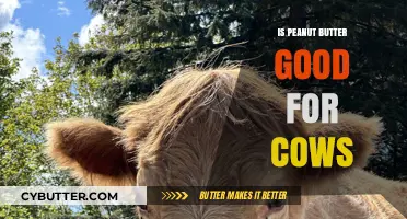 Can Cows Safely Eat Peanut Butter? Exploring Dairy Diet Myths