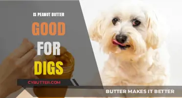 Is Peanut Butter Safe and Healthy for Dogs? A Complete Guide