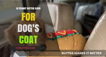 Peanut Butter Benefits: Can It Enhance Your Dog's Coat Health?