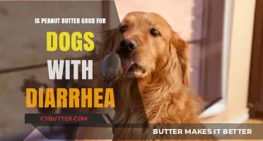Can Dogs Eat Peanut Butter When They Have Diarrhea? Expert Advice