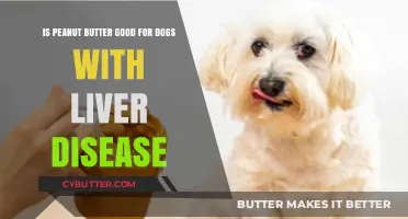 Peanut Butter and Liver Disease in Dogs: Safe or Risky?