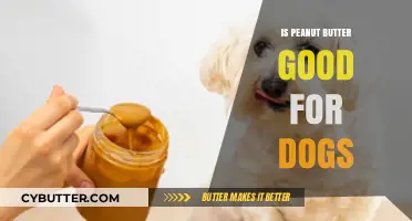 Is Peanut Butter Safe for Dogs? Benefits, Risks, and Best Practices