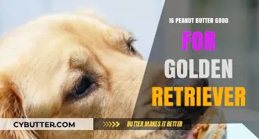 Is Peanut Butter Safe for Golden Retrievers? Benefits and Risks Explained