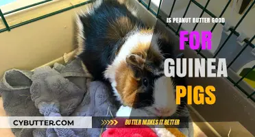 Can Guinea Pigs Eat Peanut Butter? A Safe Snack Guide
