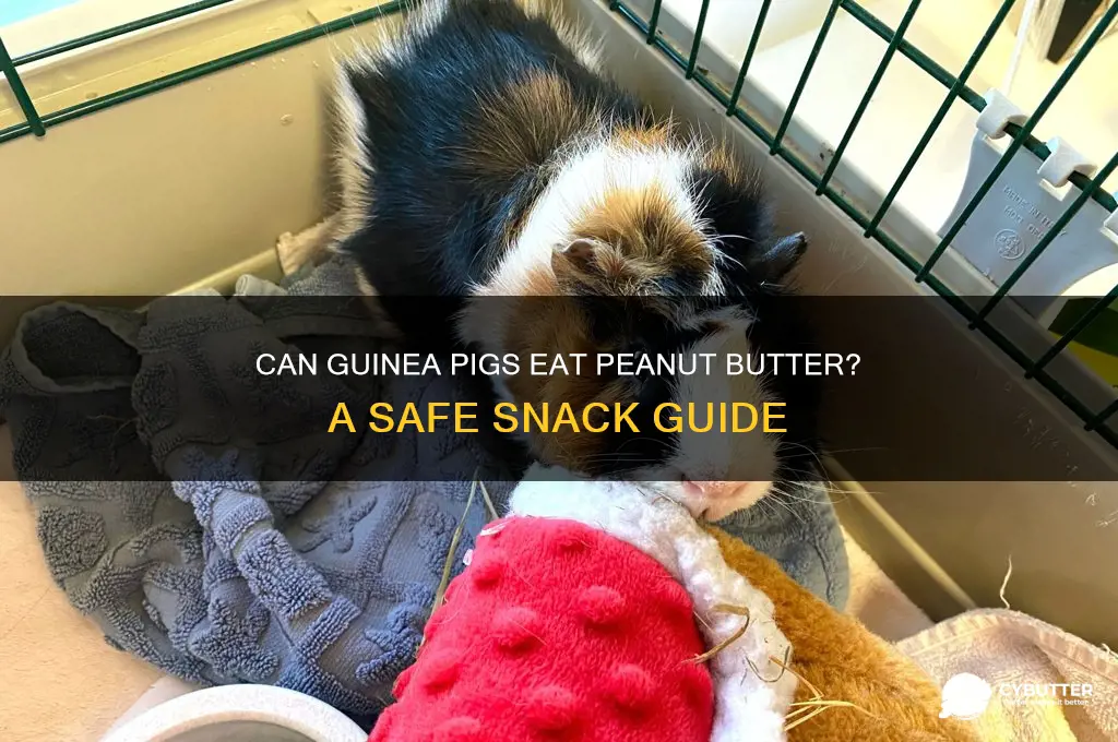 is peanut butter good for guinea pigs