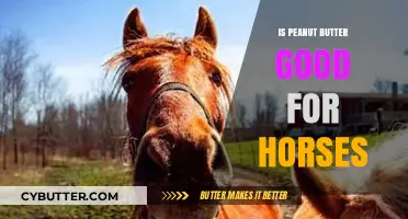 Can Horses Eat Peanut Butter? Benefits, Risks, and Safe Feeding Tips