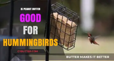 Peanut Butter for Hummingbirds: Safe, Beneficial, or Harmful?