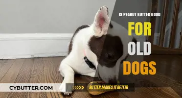 Peanut Butter for Senior Dogs: Benefits, Risks, and Feeding Tips