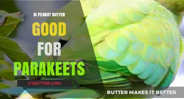 Can Parakeets Eat Peanut Butter? Nutritional Benefits and Risks Explained