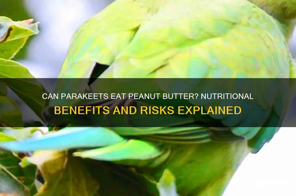 is peanut butter good for parakeets