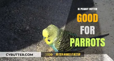 Is Peanut Butter Safe for Parrots? Nutritional Benefits and Risks Explained