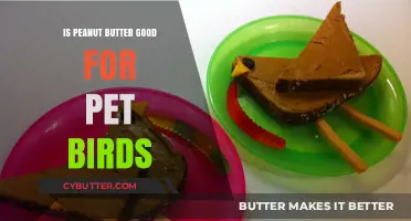 Peanut Butter for Pet Birds: Safe, Nutritious, or Harmful Treat?