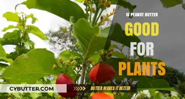 Can Peanut Butter Boost Plant Health? Surprising Benefits Explained