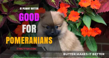 Is Peanut Butter Safe for Pomeranians? A Complete Nutritional Guide