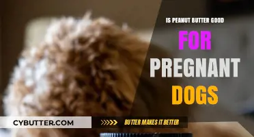 Peanut Butter for Pregnant Dogs: Safe or Risky Choice?