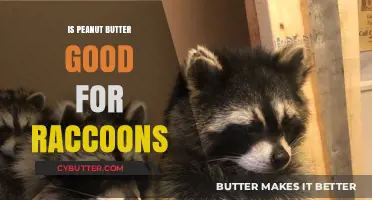Is Peanut Butter Safe for Raccoons? A Wildlife Nutrition Guide