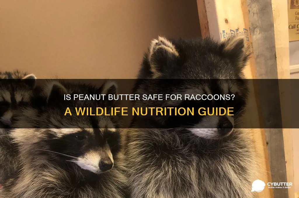 is peanut butter good for raccoons
