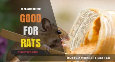 Is Peanut Butter Safe for Rats? Nutritional Benefits and Risks Explained