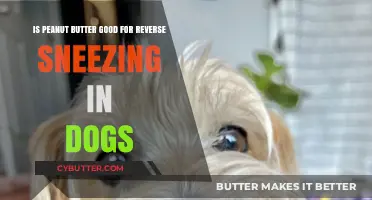 Peanut Butter for Dog Reverse Sneezing: Effective Remedy or Myth?
