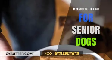 Peanut Butter for Senior Dogs: Benefits, Risks, and Serving Tips