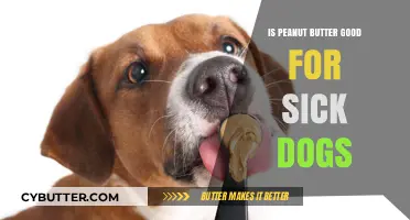 Peanut Butter for Sick Dogs: Benefits, Risks, and Safe Serving Tips