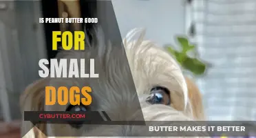 Peanut Butter for Small Dogs: Benefits, Risks, and Safe Serving Tips