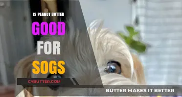 Peanut Butter for Dogs: Benefits, Risks, and Safe Serving Tips