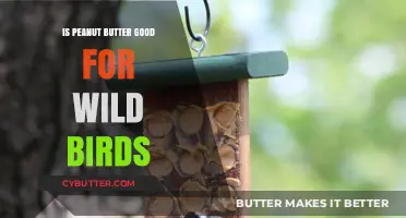 Peanut Butter for Wild Birds: Benefits, Risks, and Best Practices