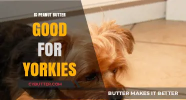 Peanut Butter for Yorkies: Benefits, Risks, and Safe Serving Tips