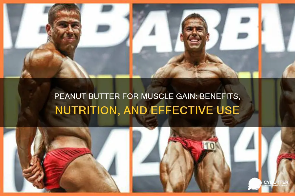is peanut butter good to gain muscle