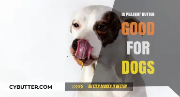 Can Dogs Eat Peanut Butter? Benefits, Risks, and Safe Serving Tips