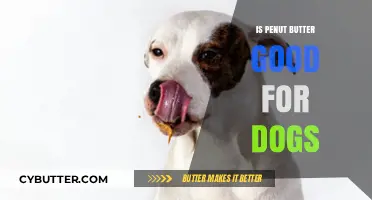 Is Peanut Butter Safe for Dogs? Benefits, Risks, and Best Practices