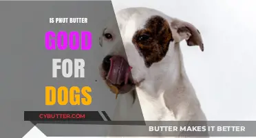 Is Peanut Butter Safe for Dogs? Benefits, Risks, and Best Practices