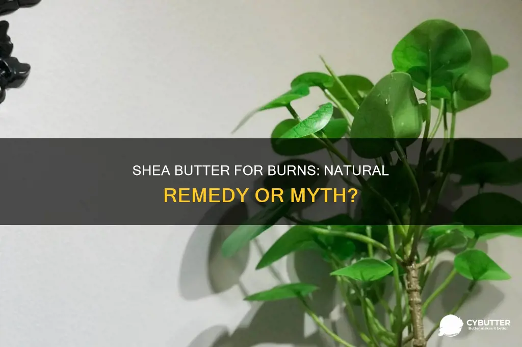 is shay butter good for burns