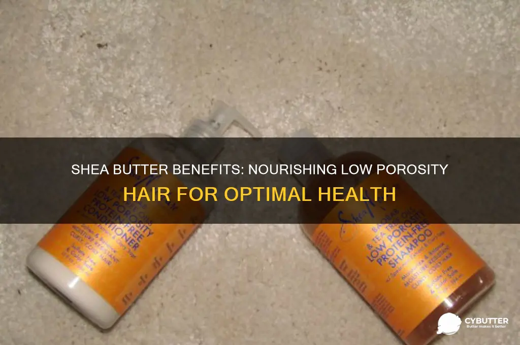 is shea butter good fir liw perosity hair