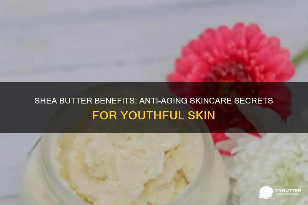 is shea butter good for aging skin