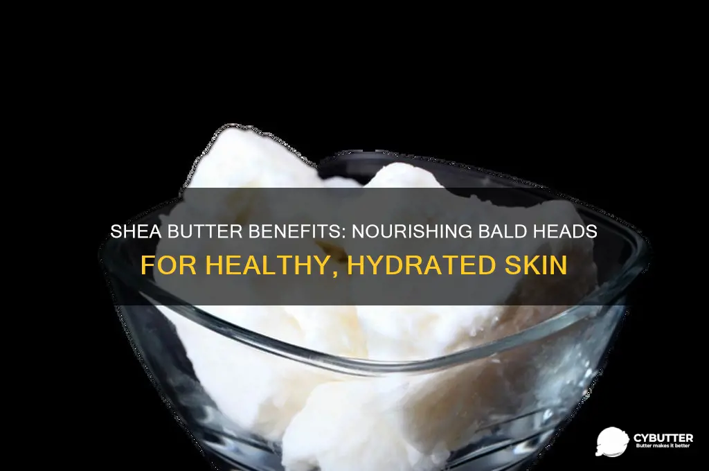 is shea butter good for bald head