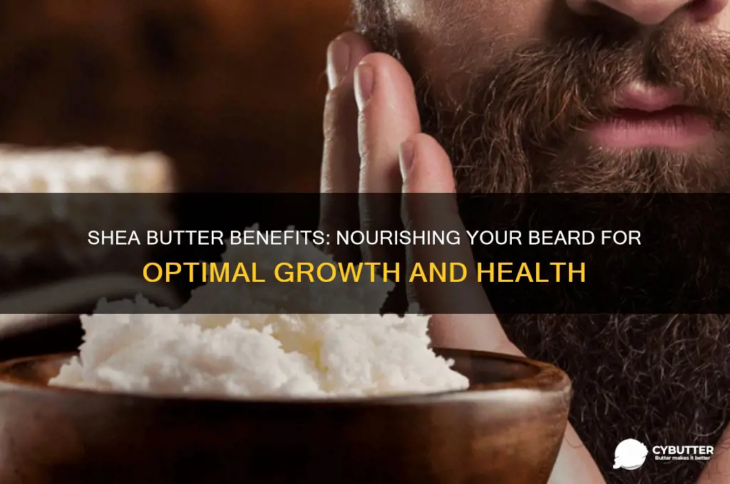 is shea butter good for beard