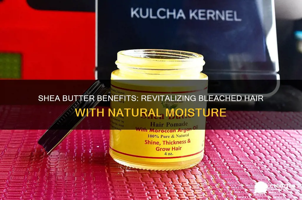 is shea butter good for bleached hair